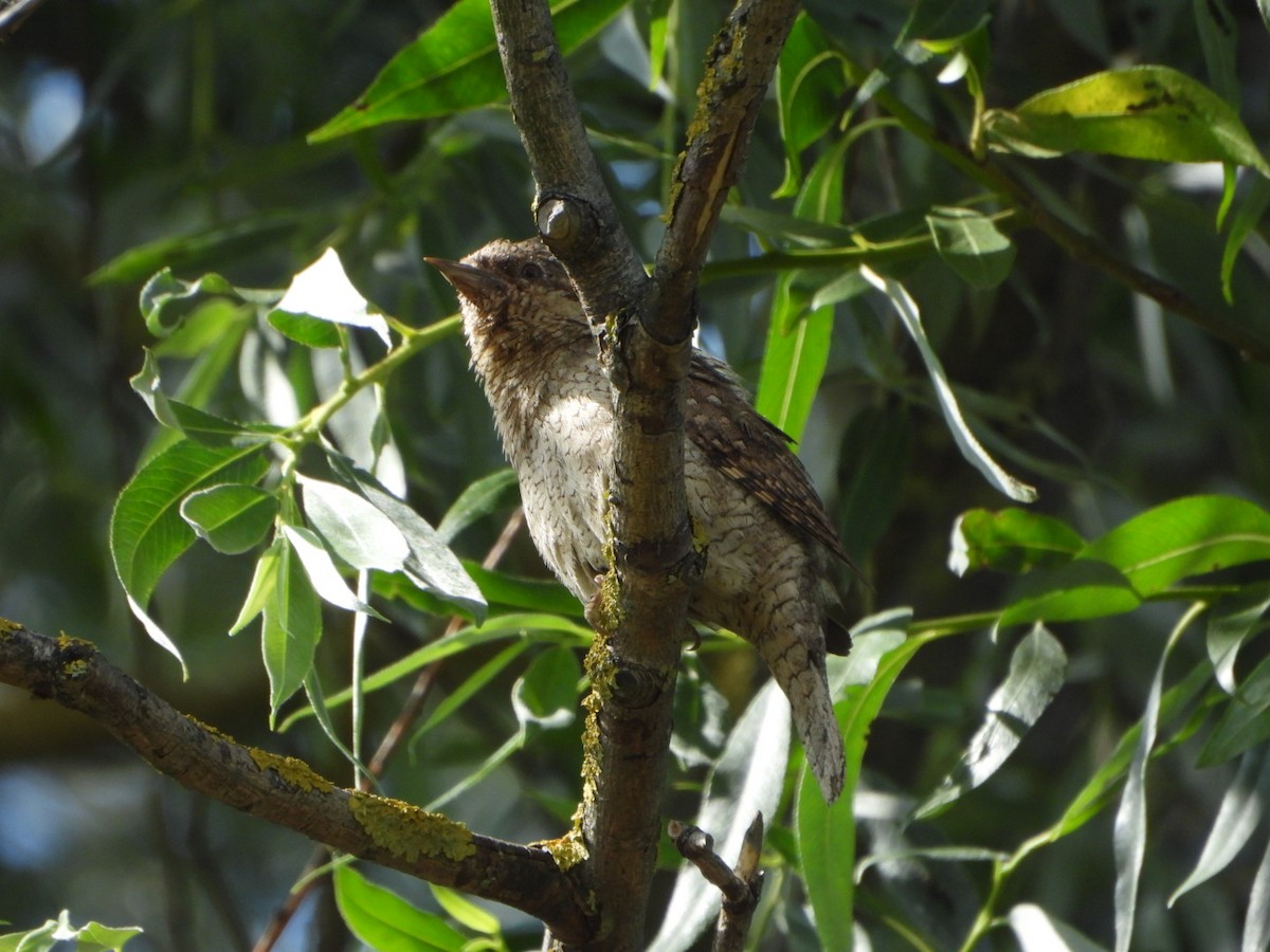 Eurasian Wryneck - ML637783686