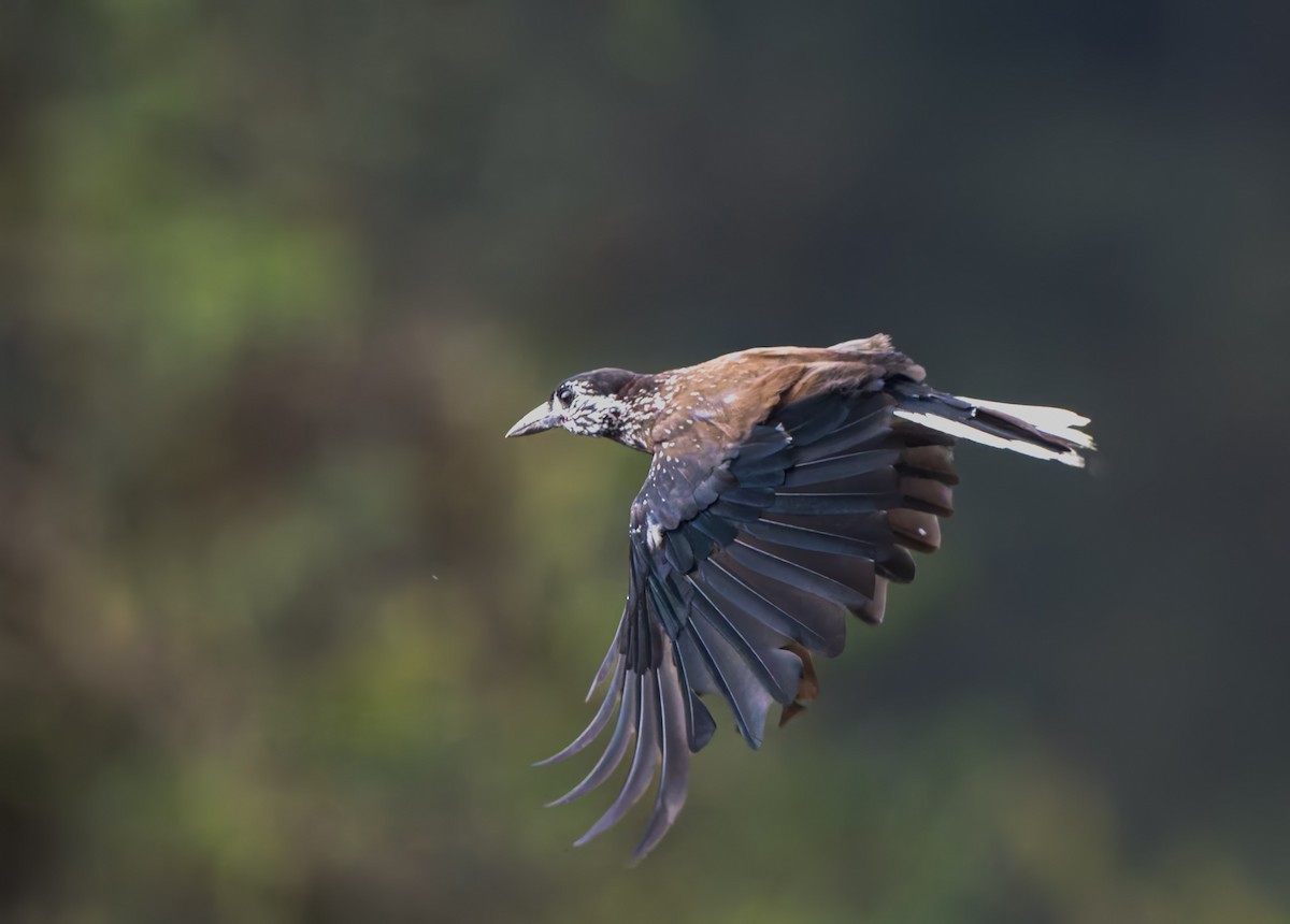 Southern Nutcracker - ML637783690