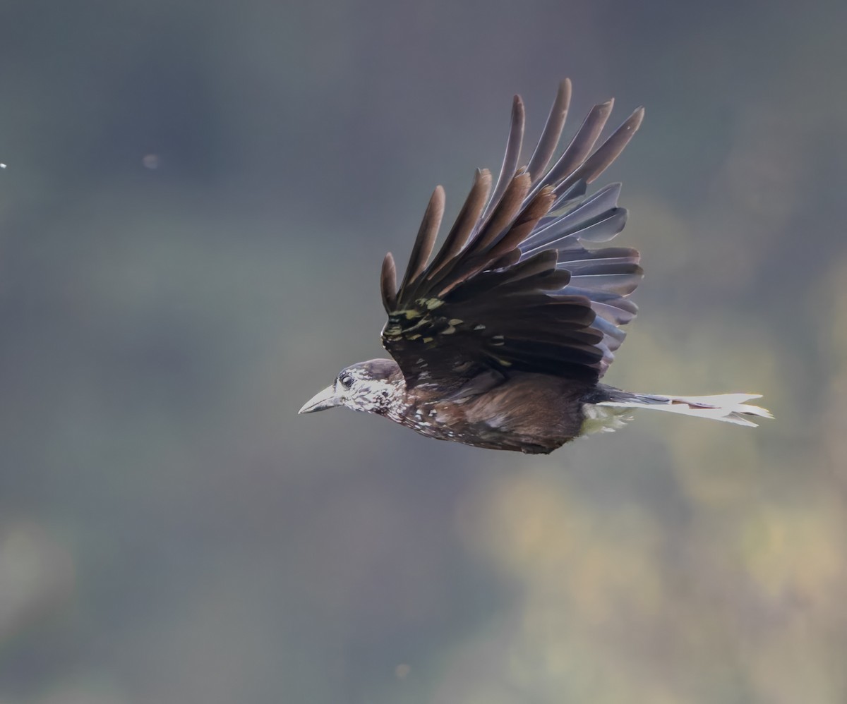 Southern Nutcracker - ML637783691
