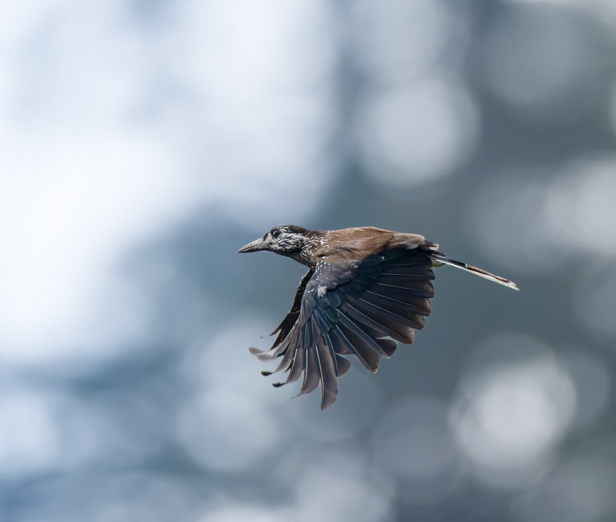 Southern Nutcracker - ML637783693