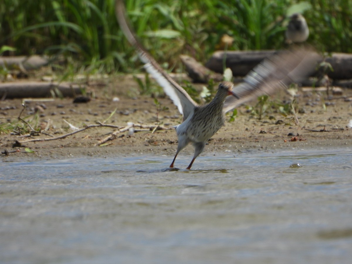 Common Redshank - ML637783698