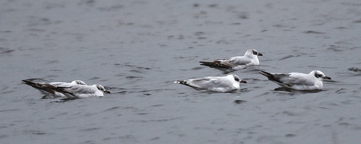Mediterranean Gull - ML637783720
