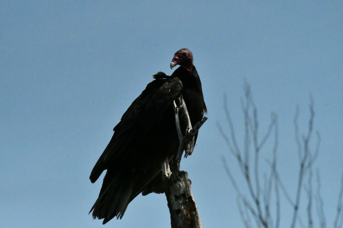 Turkey Vulture - ML637783733