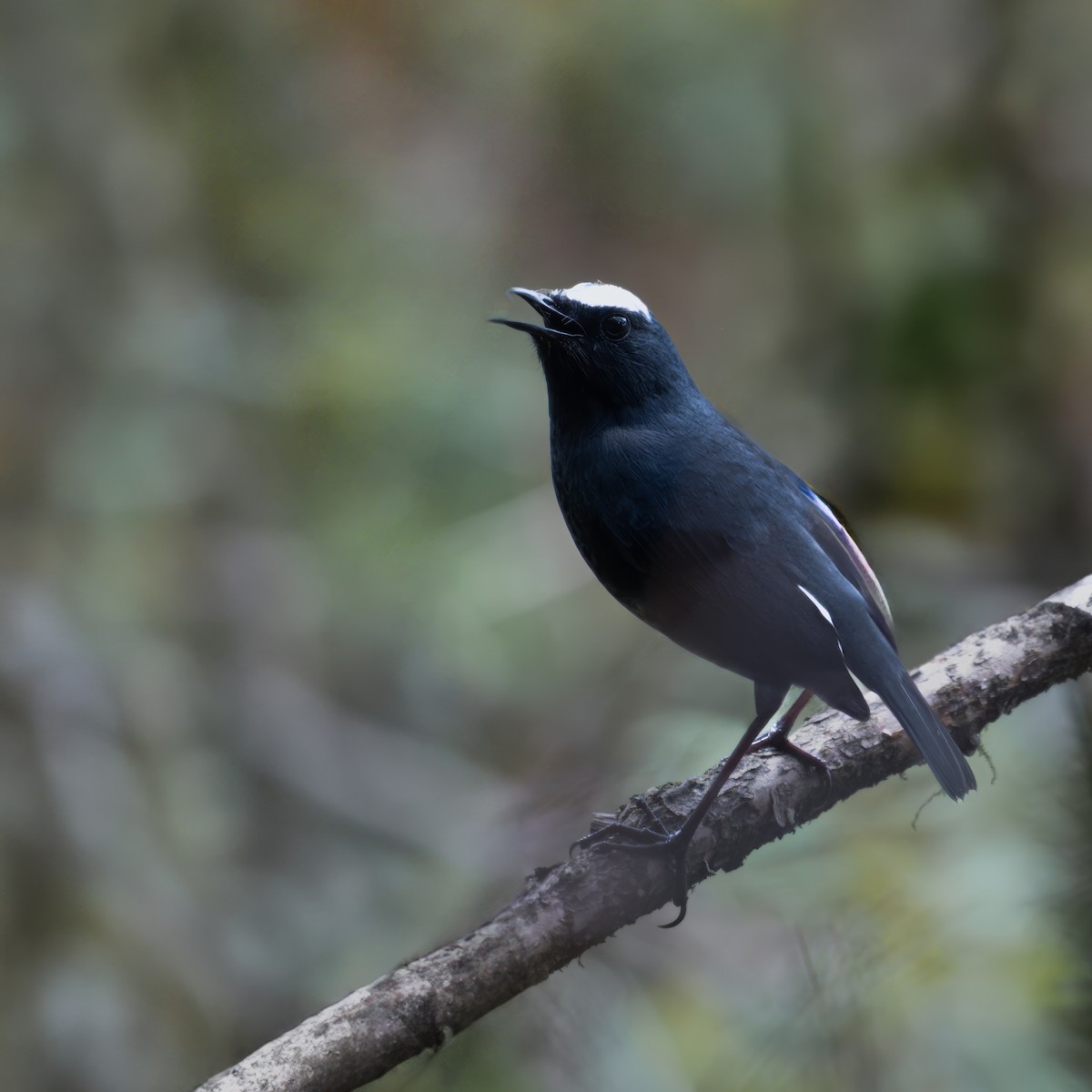 Himalayan Shortwing - ML637783739