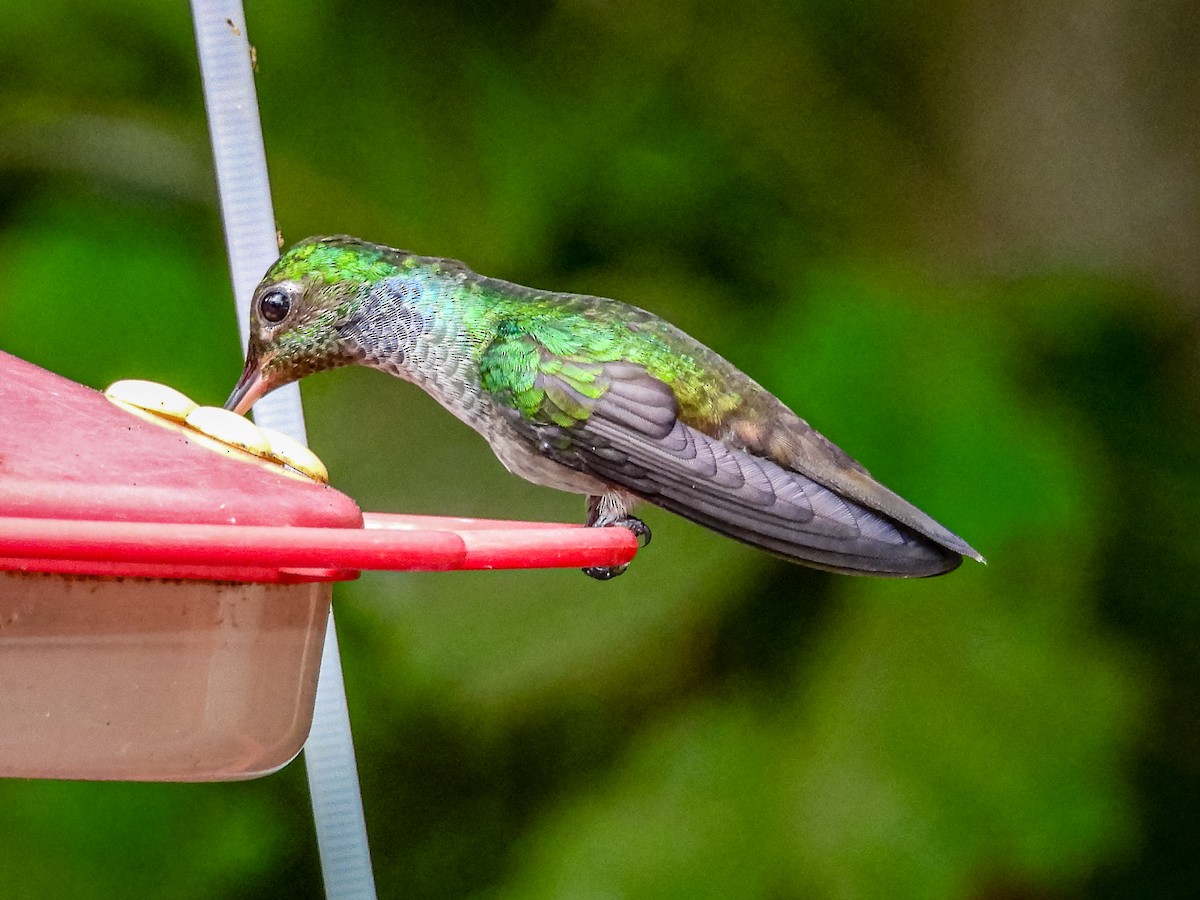 Blue-chested Hummingbird - ML637783741