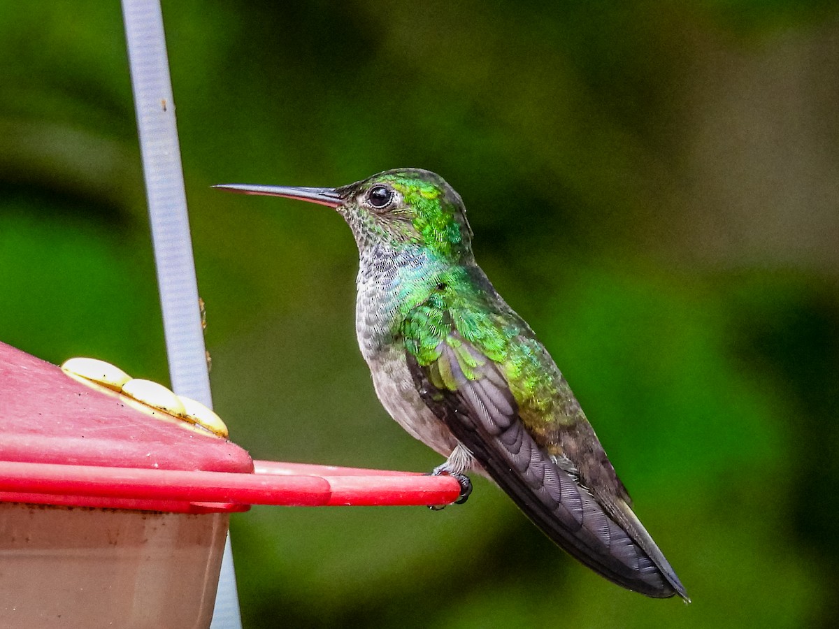Blue-chested Hummingbird - ML637783742
