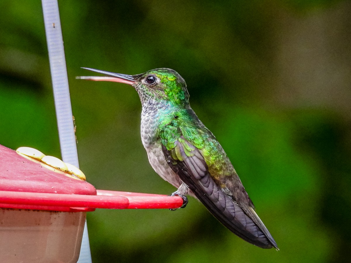 Blue-chested Hummingbird - ML637783743
