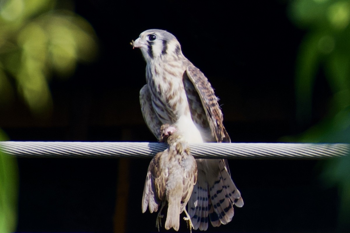 American Kestrel - ML637783744