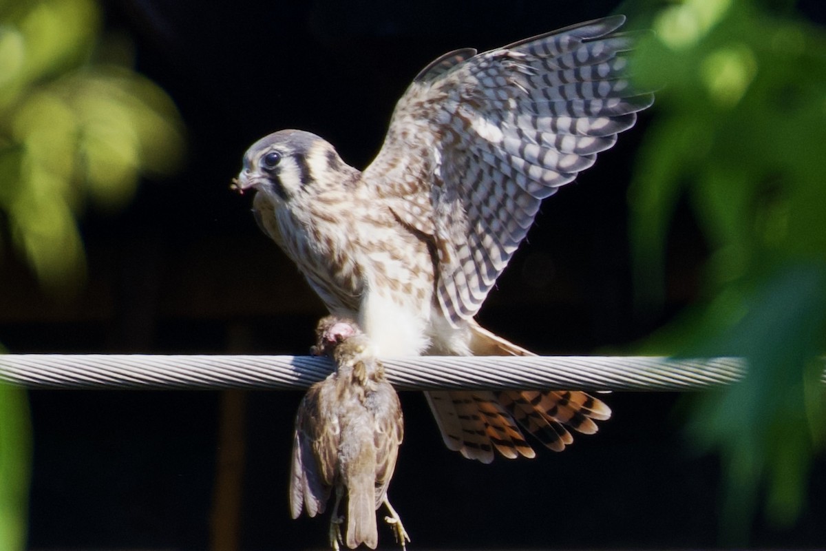 American Kestrel - ML637783745