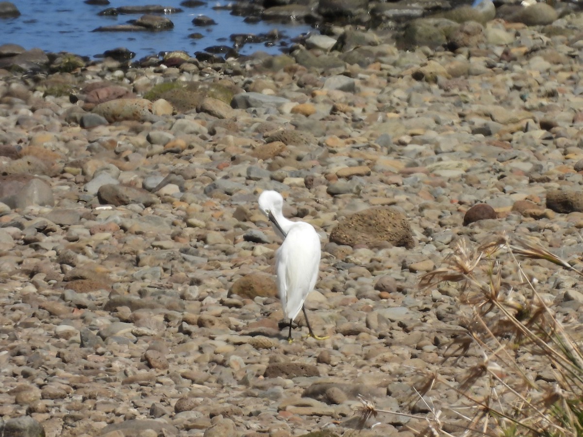 Little Egret - ML637783748