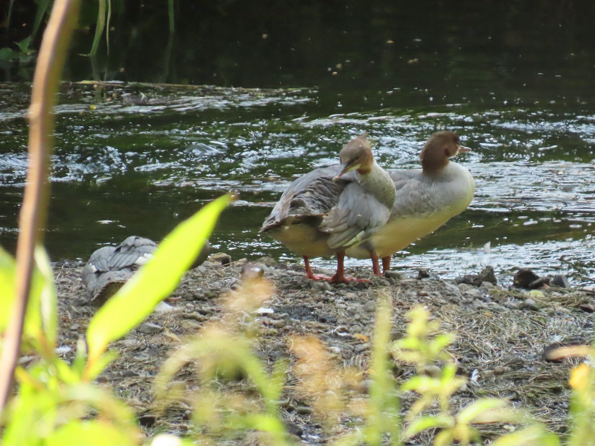 Common Merganser - ML637783749