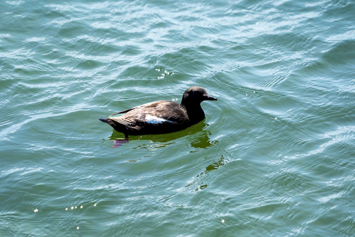 Black Guillemot - ML637783751