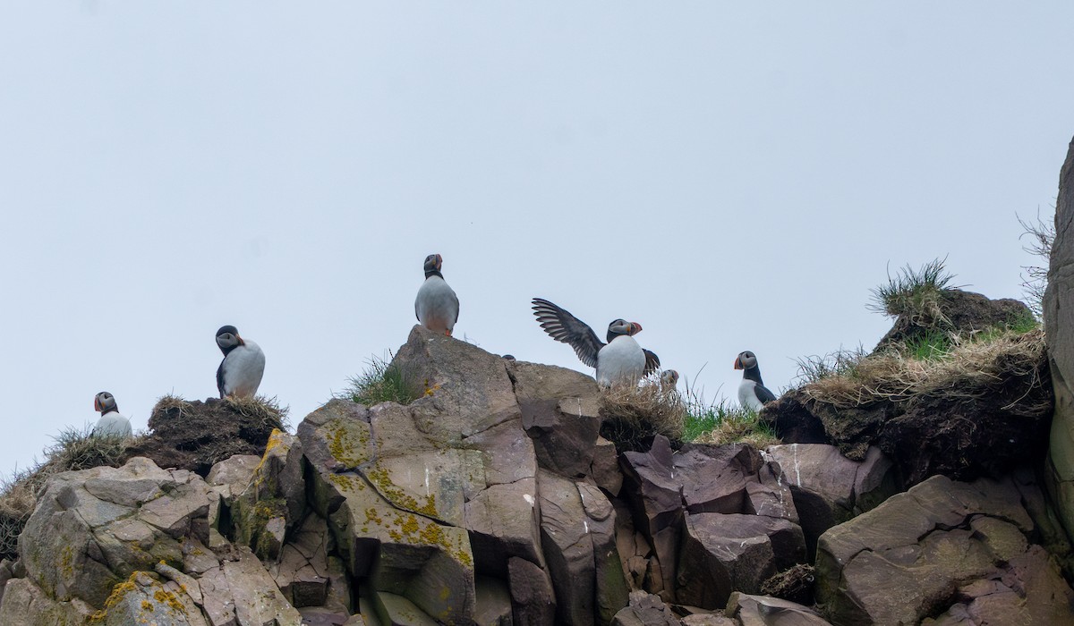 Atlantic Puffin - ML637783752