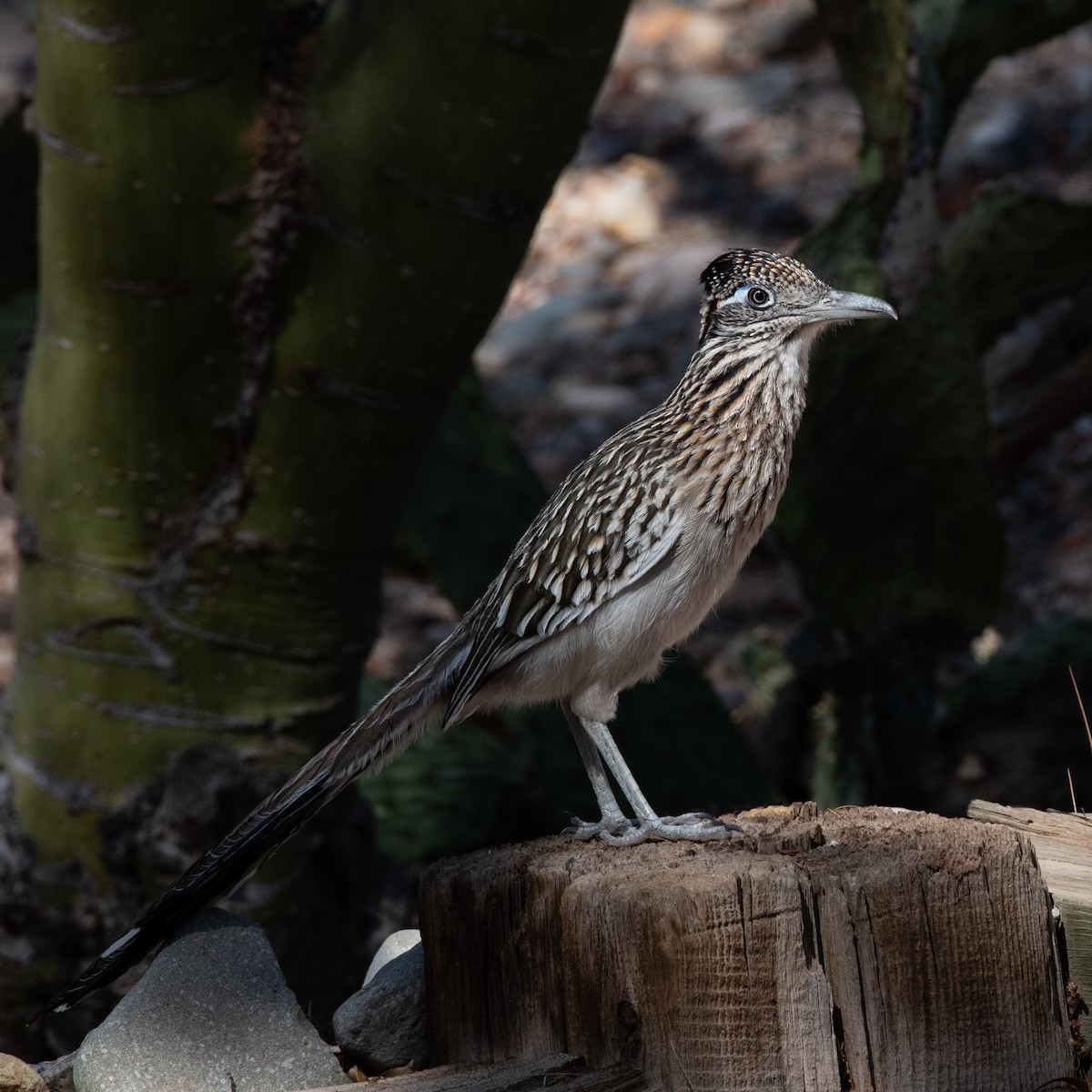 Greater Roadrunner - ML637783754