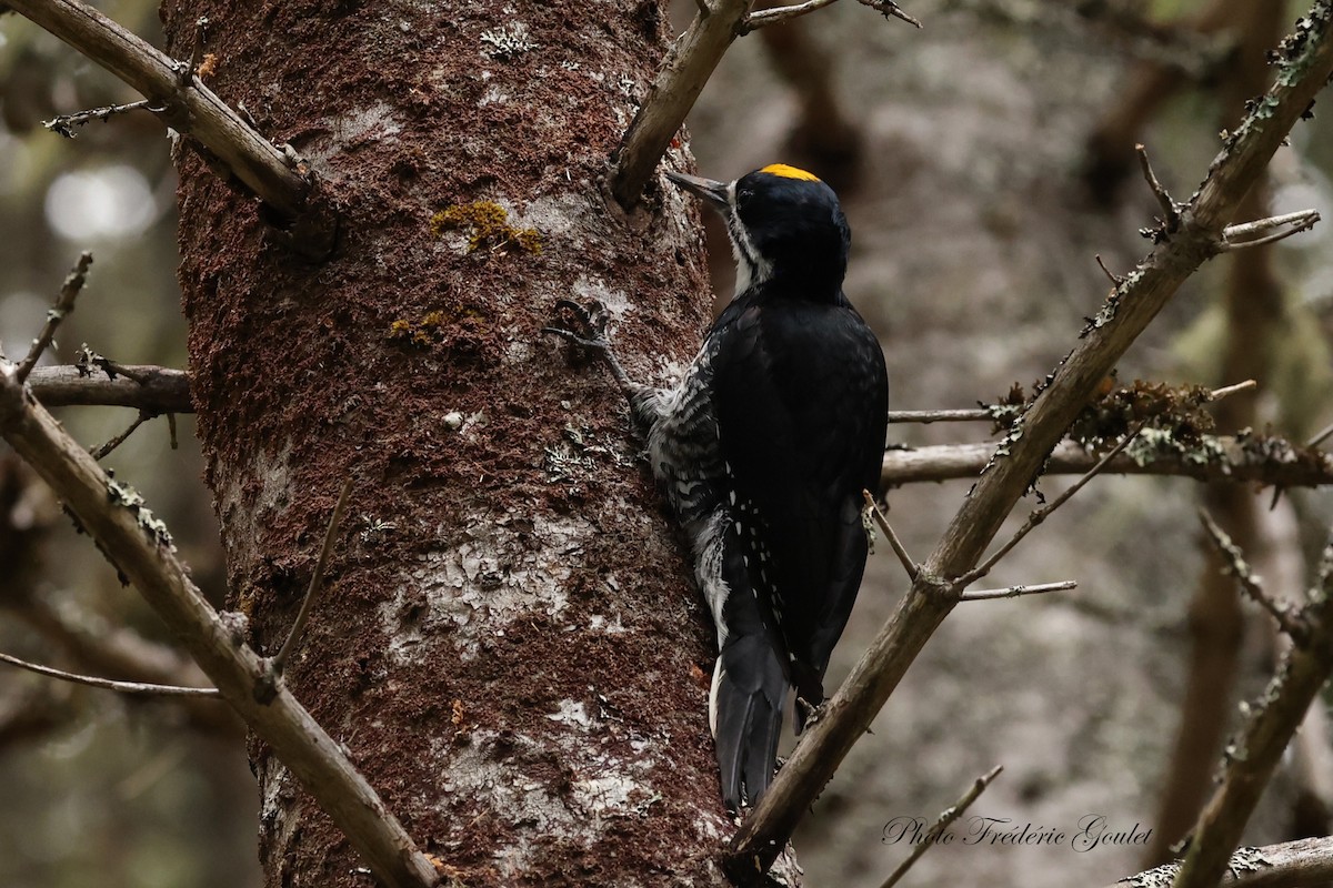 Black-backed Woodpecker - ML637783756