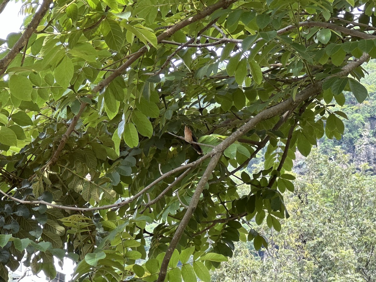 Rufous Sabrewing - ML637783758