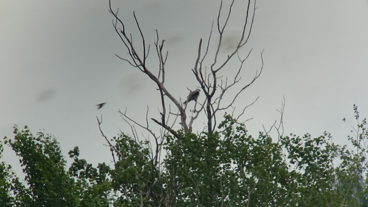 White-tailed Kite - ML637783759