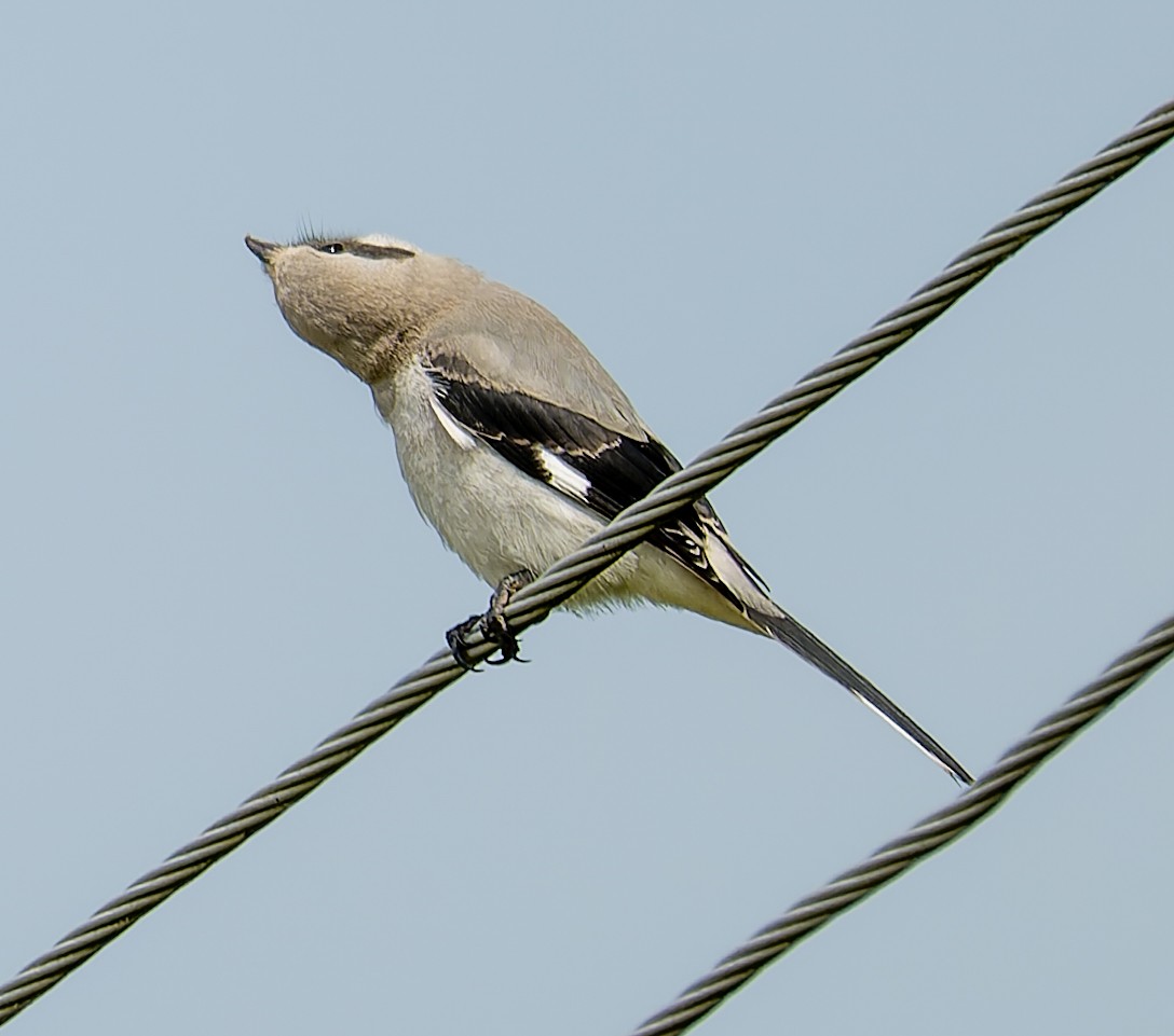 Great Gray Shrike - ML637783761