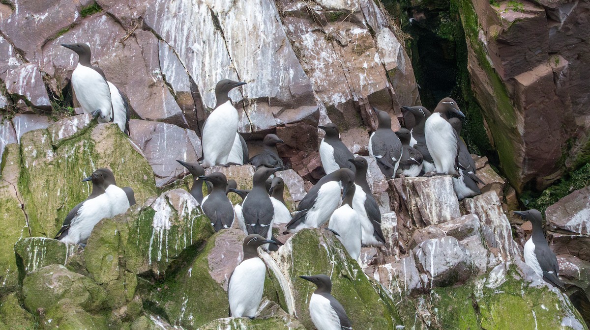 Common Murre - ML637783762