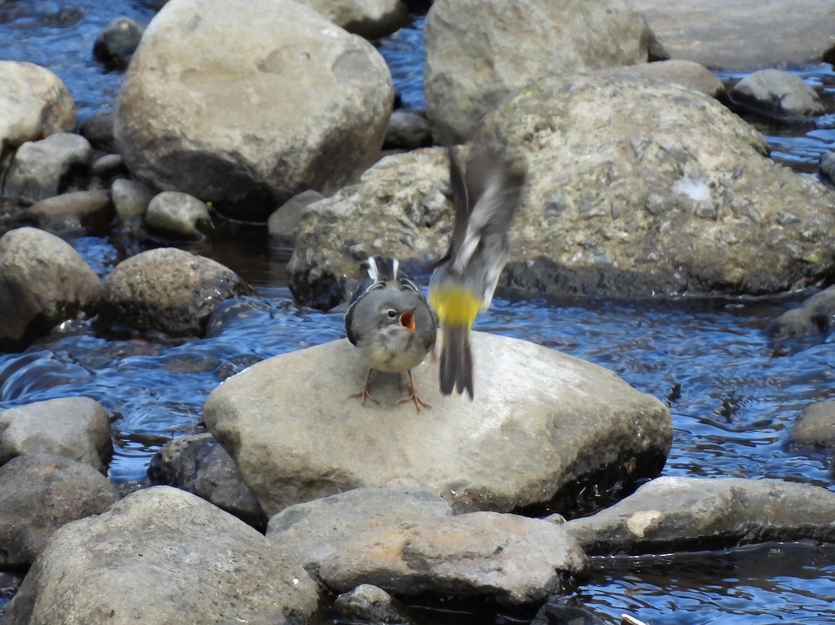 Gray Wagtail - ML637783763