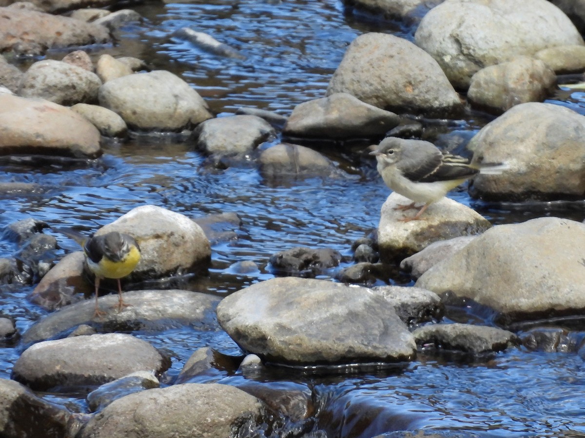 Gray Wagtail - ML637783765