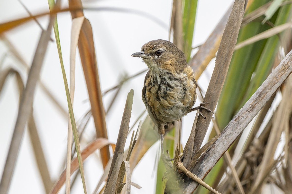 Marsh Babbler - ML637783766