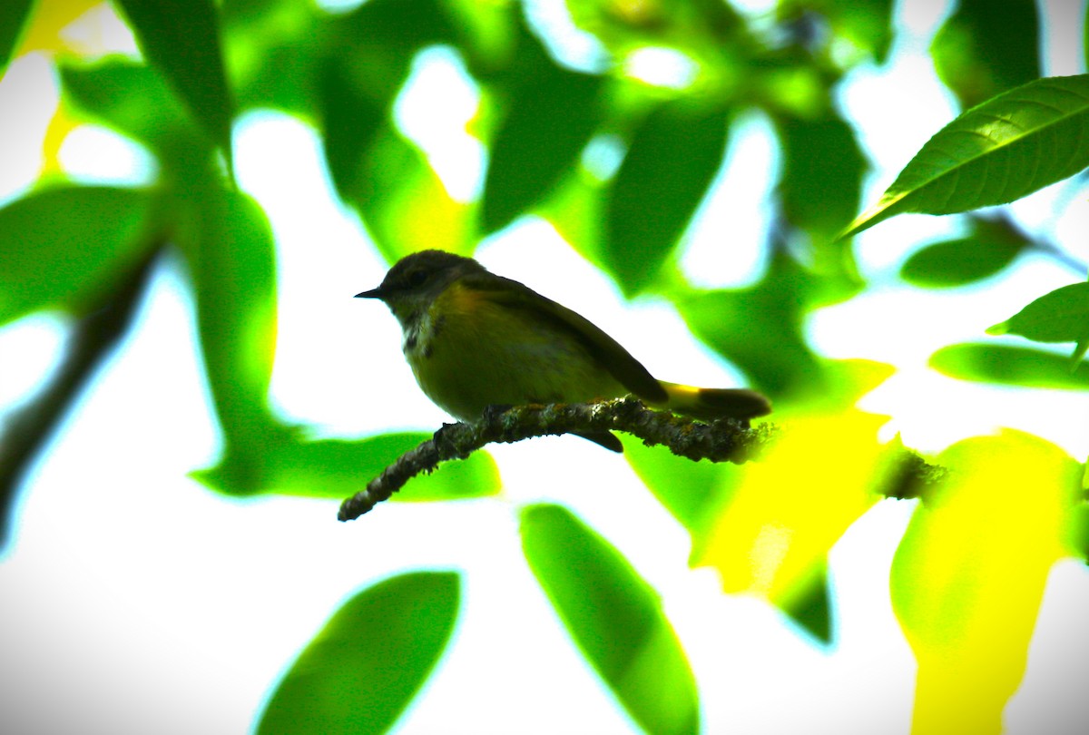 American Redstart - ML637783767