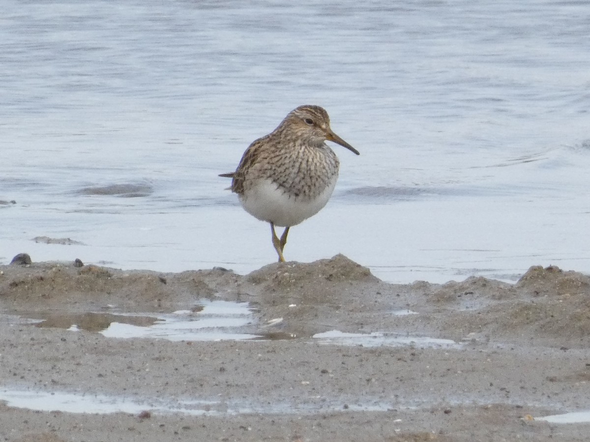 Graubrust-Strandläufer - ML637783809