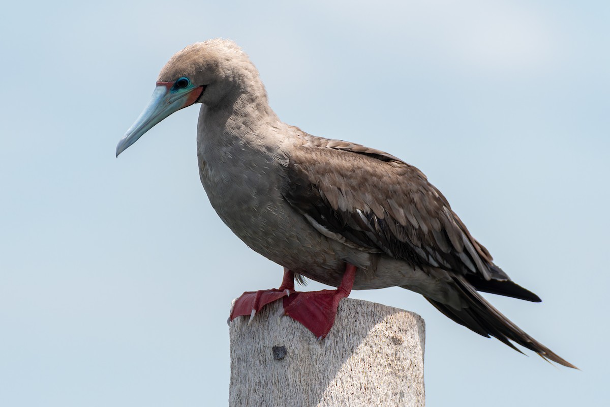 Red-footed Booby (Indopacific) - ML637783856