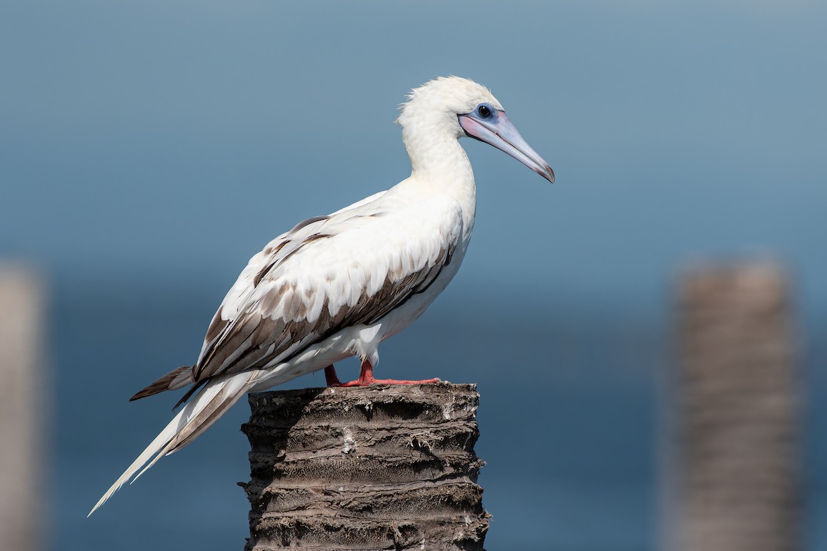 Red-footed Booby (Indopacific) - ML637783857