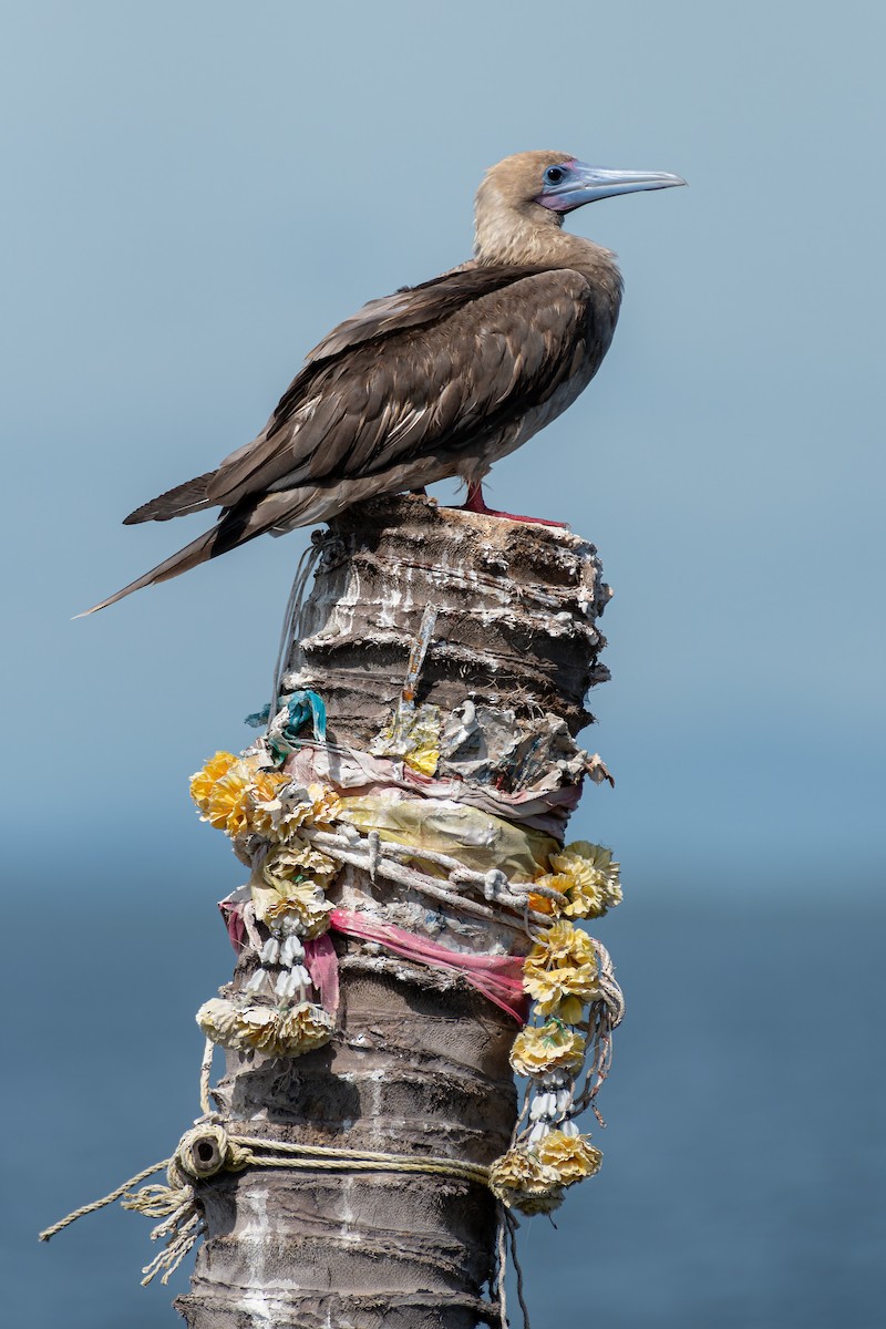 Red-footed Booby (Indopacific) - ML637783859