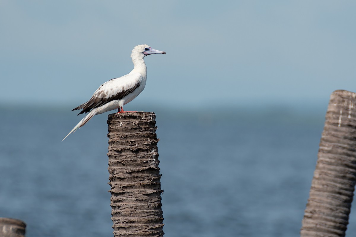 Red-footed Booby (Indopacific) - ML637783887