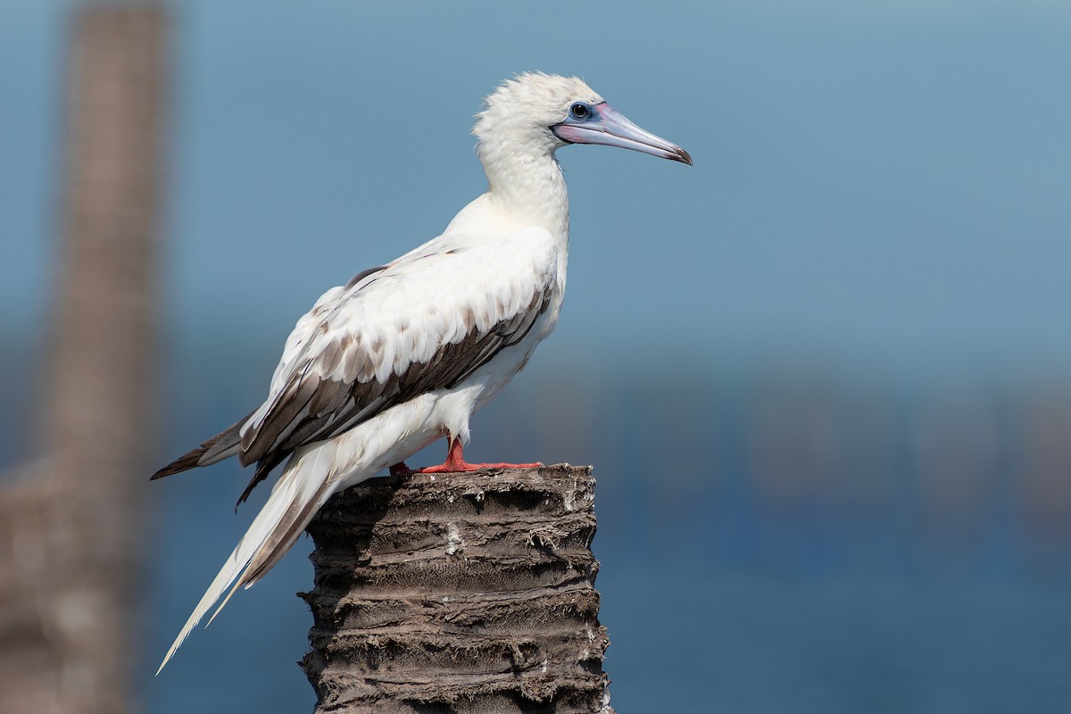 Red-footed Booby (Indopacific) - ML637783888