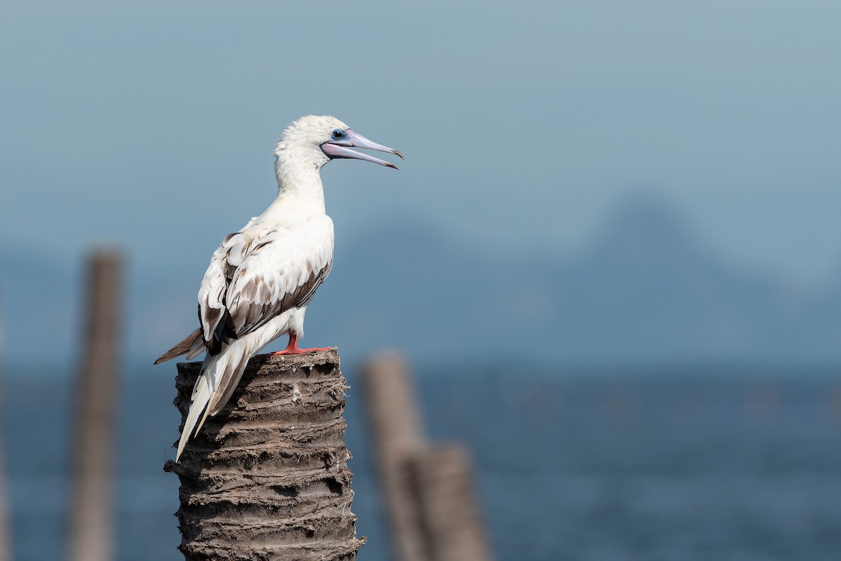 Red-footed Booby (Indopacific) - ML637783889