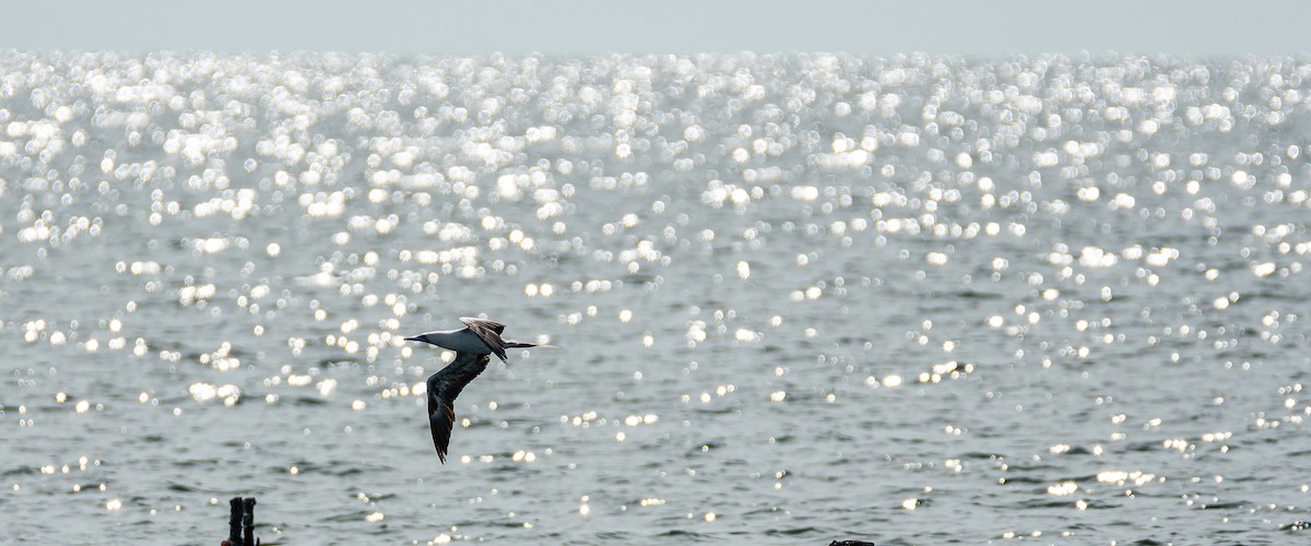 Red-footed Booby (Indopacific) - ML637783890