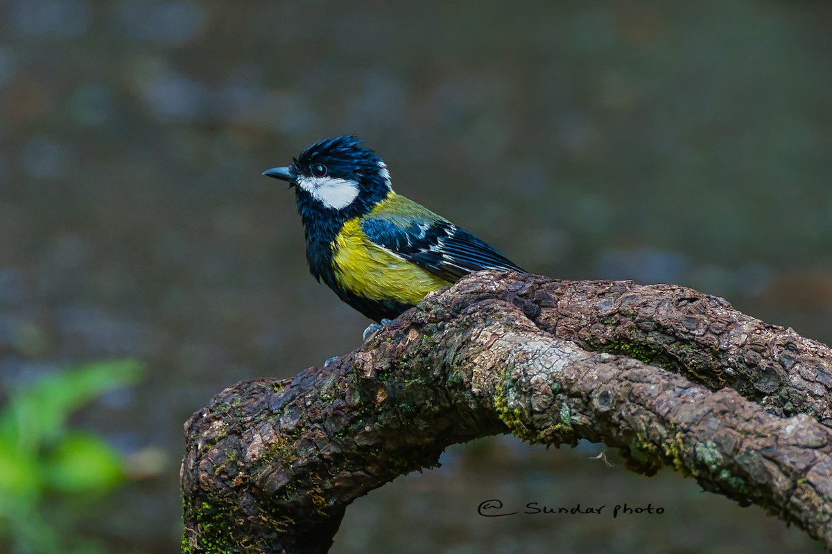 Green-backed Tit - ML637783903
