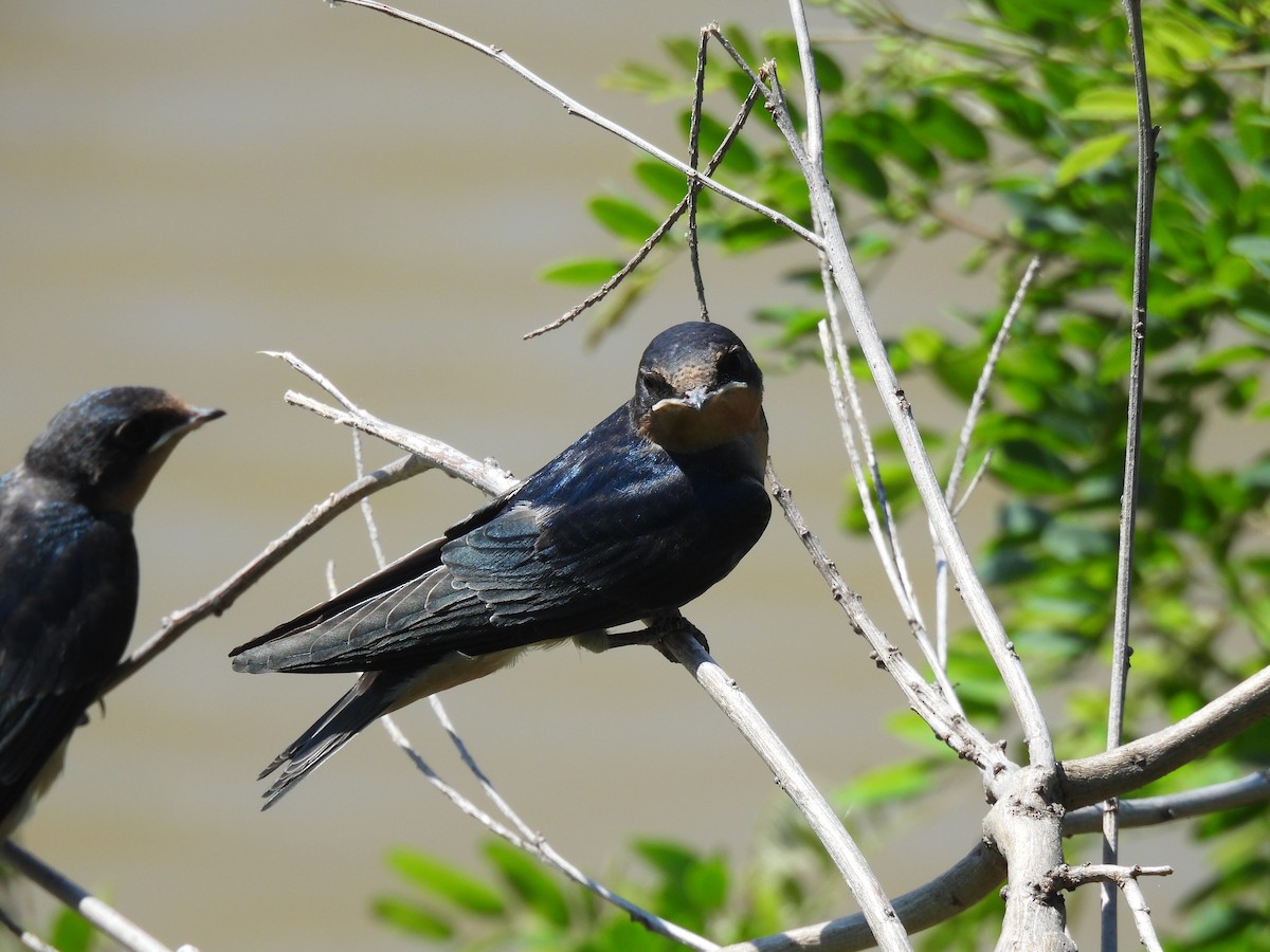 Barn Swallow - ML637783910