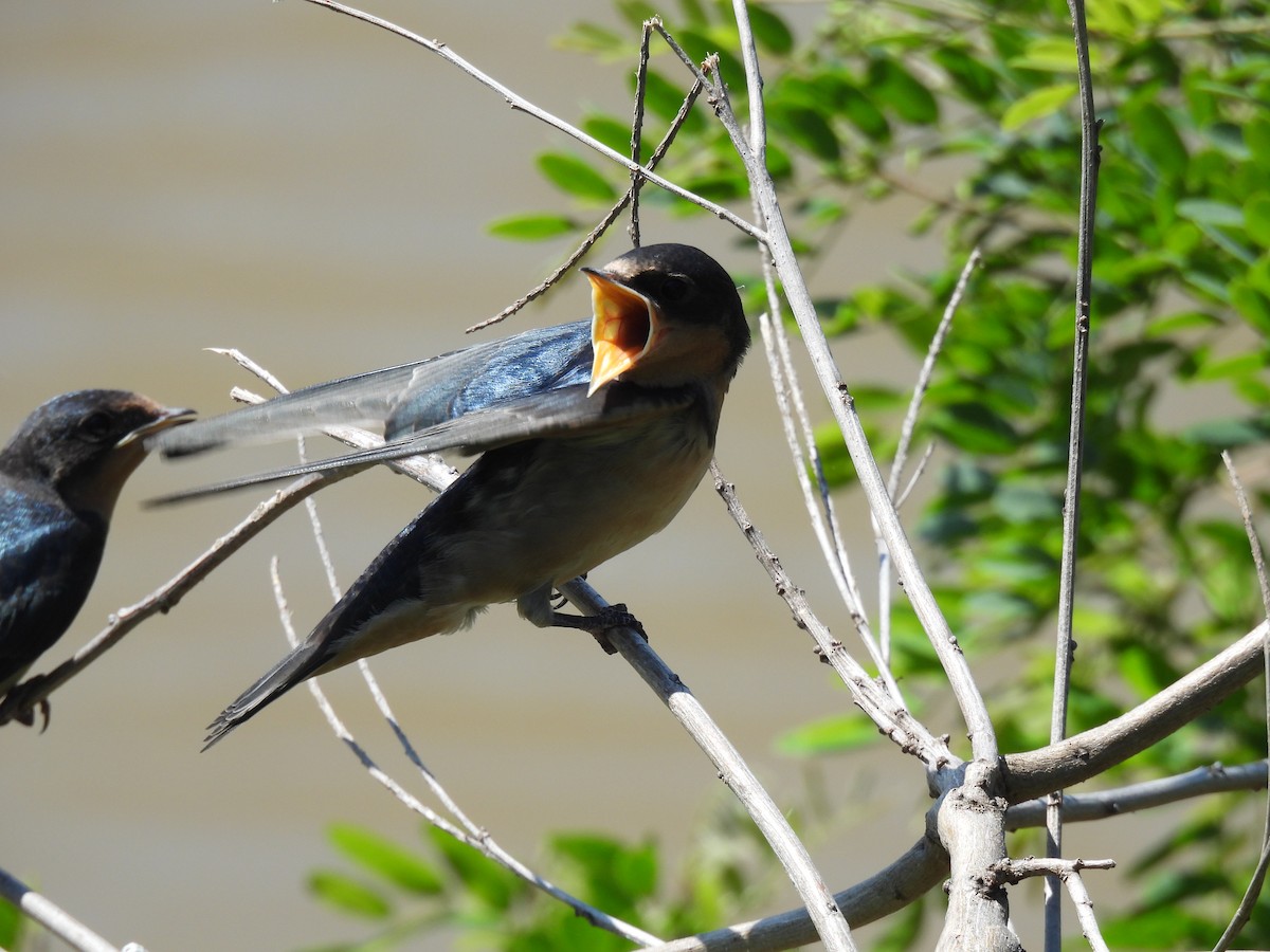 Barn Swallow - ML637783911