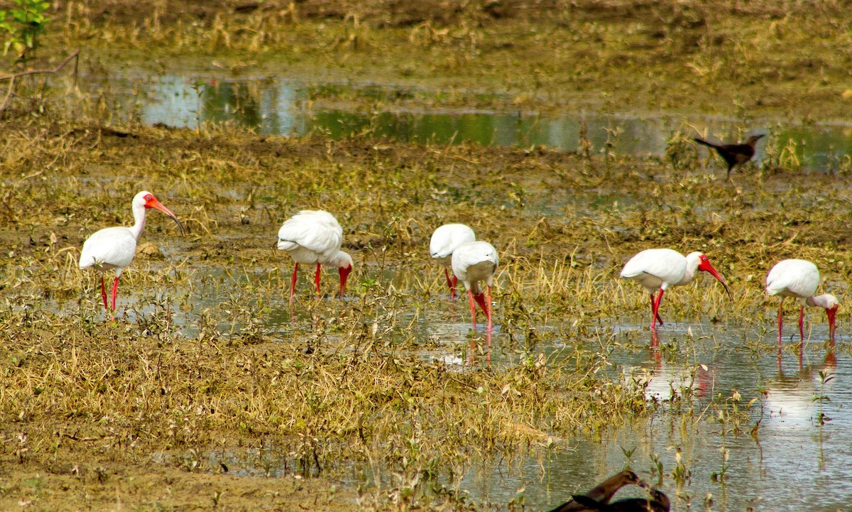 White Ibis - ML637783912