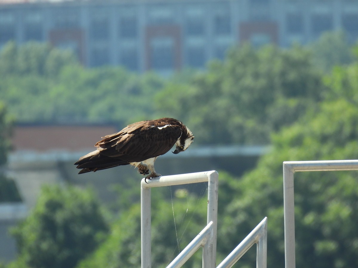 Osprey - ML637783913