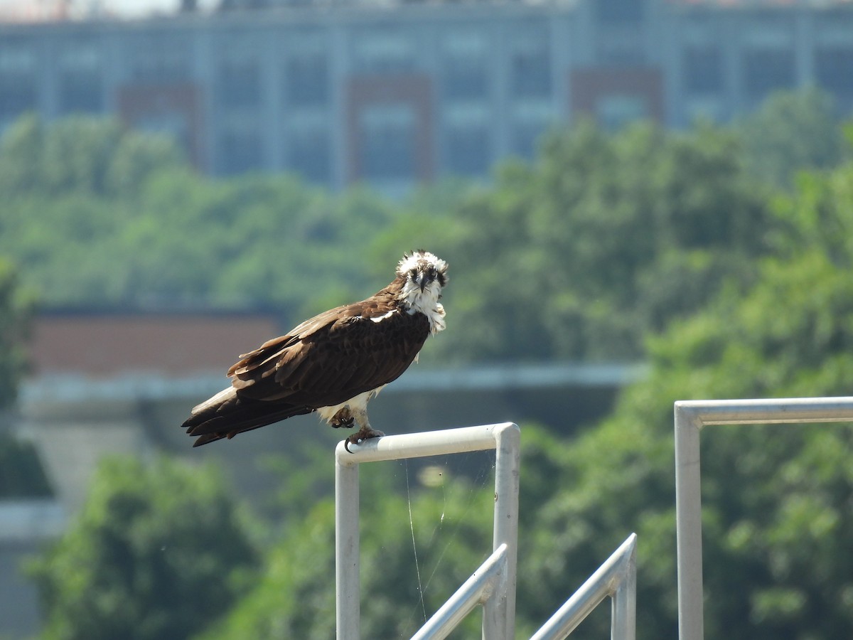 Osprey - ML637783914