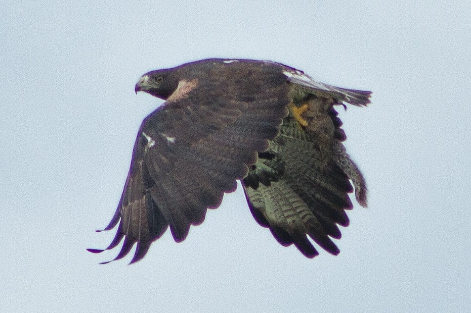 White-tailed Hawk - ML637783915