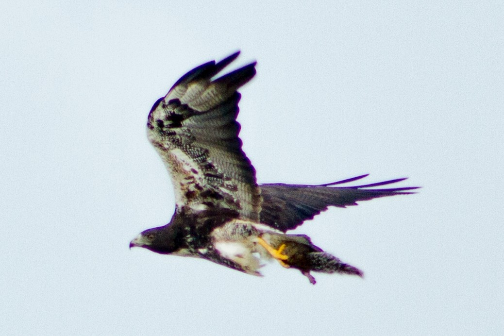 White-tailed Hawk - ML637783917