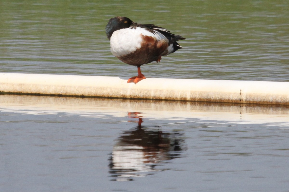 Northern Shoveler - ML637783918