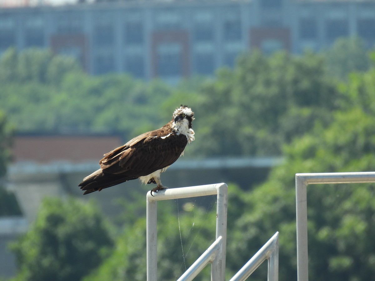 Osprey - ML637783919