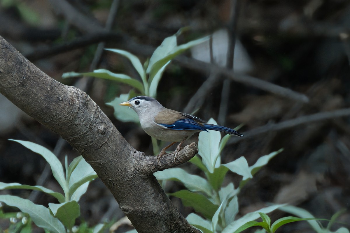 Blue-winged Minla - ML637783920