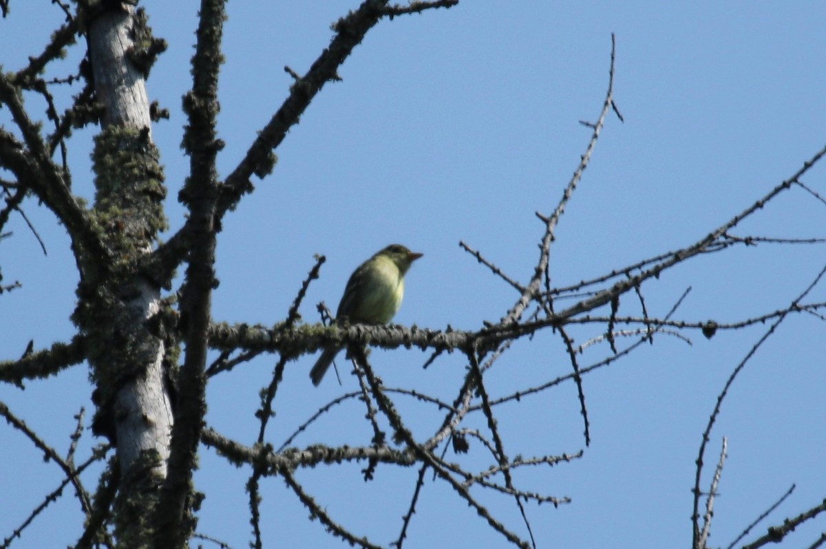 Yellow-bellied Flycatcher - ML637783922