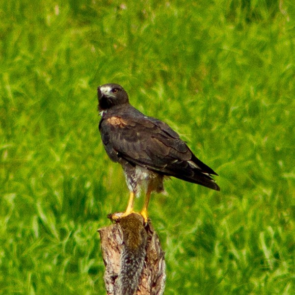 White-tailed Hawk - ML637783925