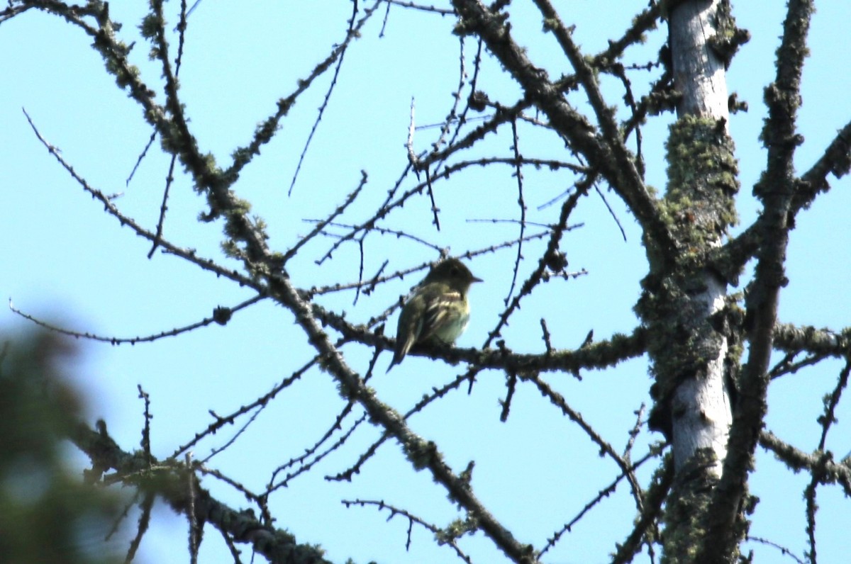 Yellow-bellied Flycatcher - ML637783926