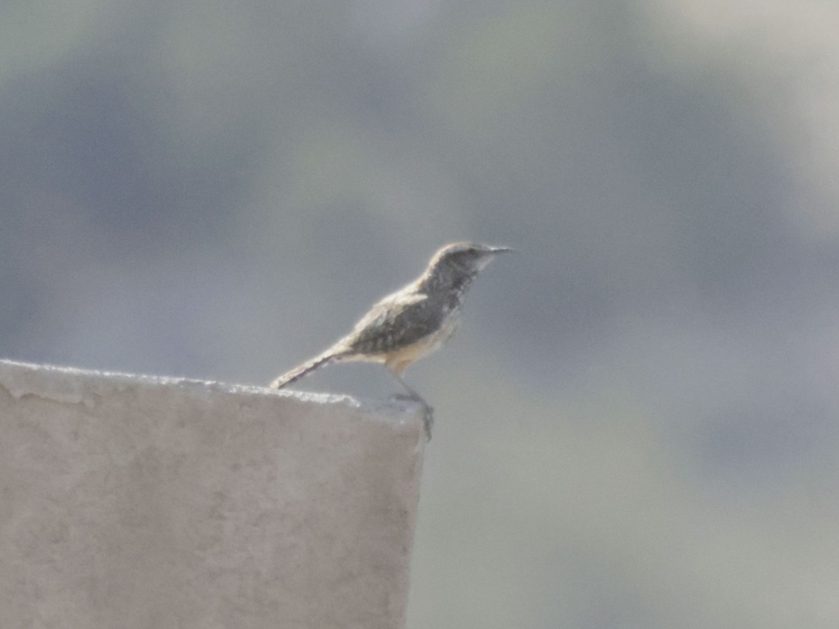 Cactus Wren - ML637783928